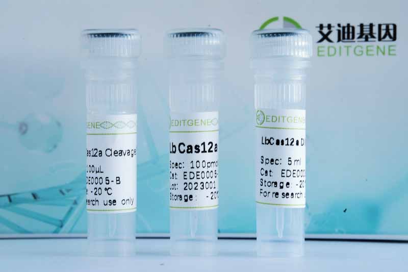 LbCas12a Nuclease說(shuō)明書(shū)